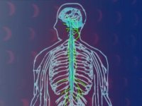 Polyvagal theory & yoga&nbsp;practice